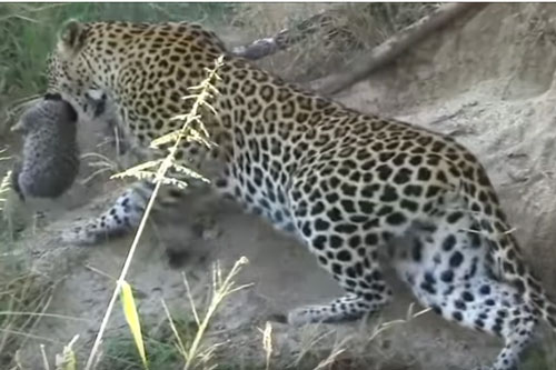 CLIP: Báo hoa mai "bất lực" nhìn con non bị hổ ăn thịt