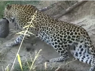 CLIP: Báo hoa mai "bất lực" nhìn con non bị hổ ăn thịt