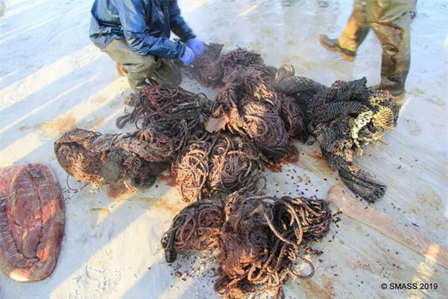  Con cá voi chết bên bờ biển Scotland với 100 kg rác thải trong bụng - Ảnh 2.