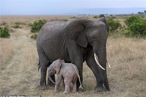 Chú voi con màu hồng được phát hiện ở Mara, Kenya