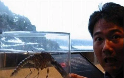 Con muỗi khổng lồ.