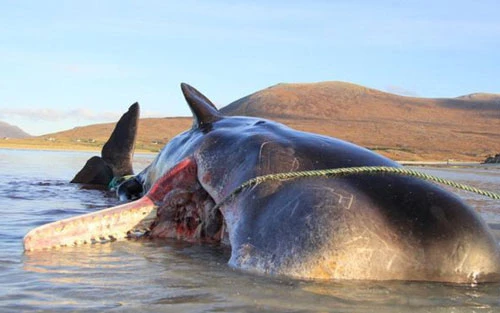 Một con cá voi chết được kéo vào bờ