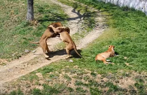 CLIP: Hai con sư đực đại chiến giành "mỹ nhân"