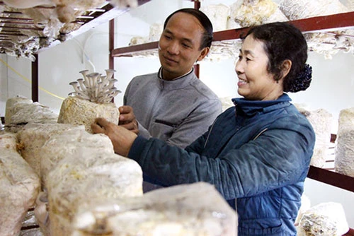 Nấm đang là sản phẩm thế mạnh tại nhiều địa phương của tỉnh Bắc Giang