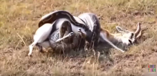 Những màn siết chặt mồi kinh hoàng của trăn khổng lồ