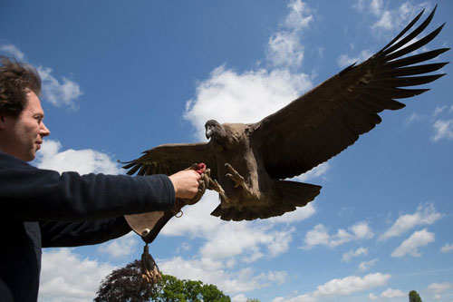 Một ngày tại nơi huấn luyện chim săn mồi lớn nhất thế giới