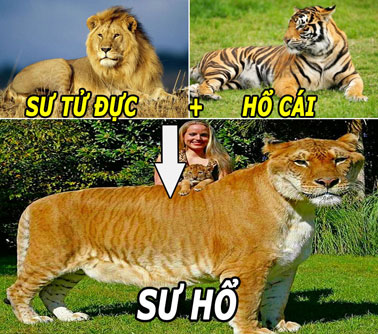 Khám phá về những “đứa con lai” kỳ lạ của hổ và sư tử