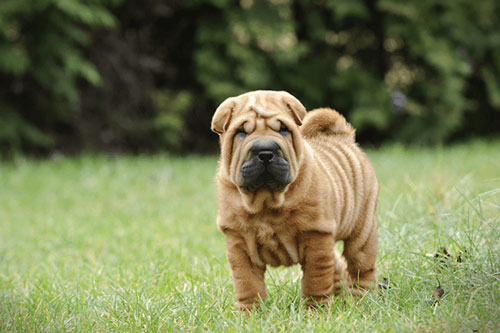 Độc đáo giống chó hiếm nhất trái đất, nhìn nhăn như táo tàu