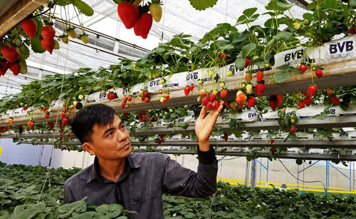 Bỏ đào than, vô Đà Lạt trồng dâu tây treo lơ lửng, đẹp phát hờn