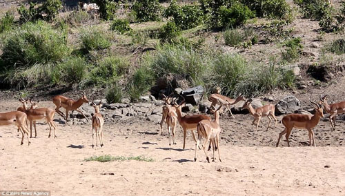 "Soi" báo gấm ngụy trang săn linh dương