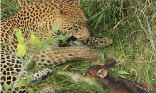 CLIP: Báo hoa mai "hành hạ" linh dương non trước khi đoạt mạng