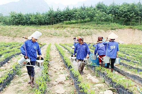 Sơn La: Sức bật từ nông nghiệp an toàn ở Mường La