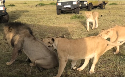 CLIP: Đàn sư tử cái tấn công "chồng", bảo vệ con non