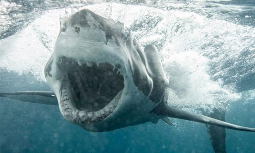 Mang danh "sát thủ đại dương", cá mập sợ "chạy cong đuôi" khi gặp loài vật này