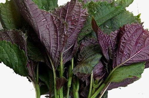 "Thần dược" giảm cân, đẹp da, chữa gout hiệu quả từ lá tía tô