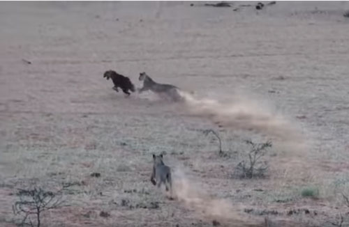 CLIP: Linh cẩu nâu lọt vào vòng vây đàn sư tử và cái kết