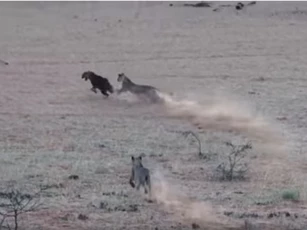 CLIP: Linh cẩu nâu lọt vào vòng vây đàn sư tử và cái kết