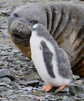 Ngộ nghĩnh tình bạn giữa hải tượng và chim cánh cụt