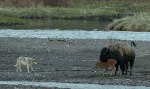 Kinh hoàng khoảnh khắc nghé con bị sói quây giết