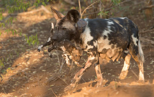 Xem chó hoang châu Phi tưng bừng đón thành viên mới