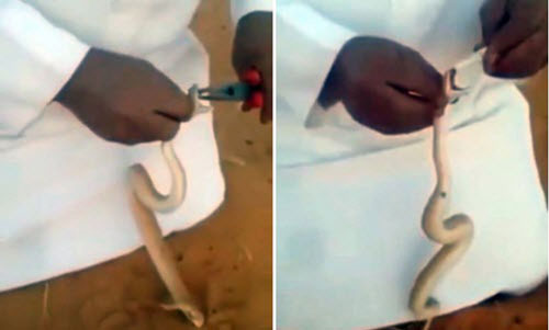 Hãi hùng cảnh người bẻ răng, đổ keo vào miệng rắn