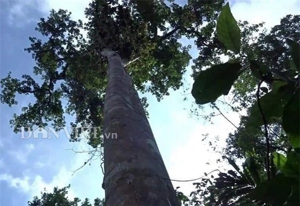 'tay san dac san' nhong ong rung cu khoi: nghe nguy hiem hai ra tien hinh anh 2