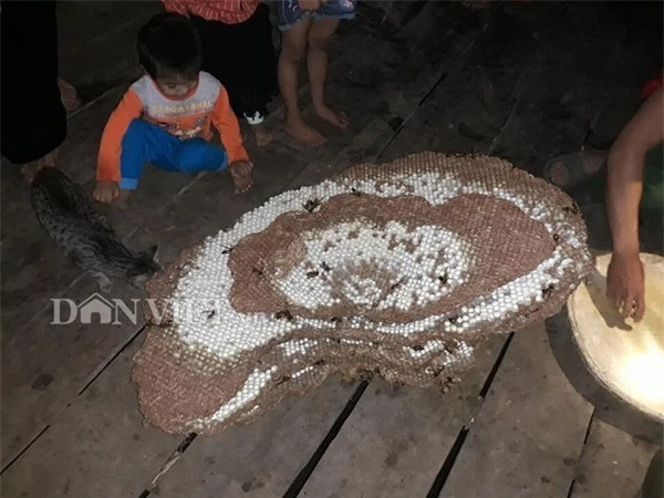 'tay san dac san' nhong ong rung cu khoi: nghe nguy hiem hai ra tien hinh anh 4