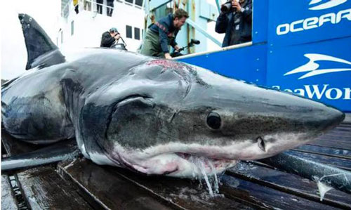 Bắt được cá mập “quái vật” dài 4m vớt vết thương từ kẻ thù khổng lồ