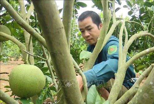 Người dân huyện Mai Sơn chăm sóc, cắt tỉa cành cho trái bưởi da xanh đạt chất lượng. Ảnh: Nguyễn Cường/TTXVN