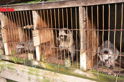 Cà Mau: Thu gần 1 tỷ đồng mỗi năm nhờ nuôi chồn hương