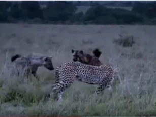 CLIP: Báo đốm đại chiến linh cẩu, bảo vệ con non