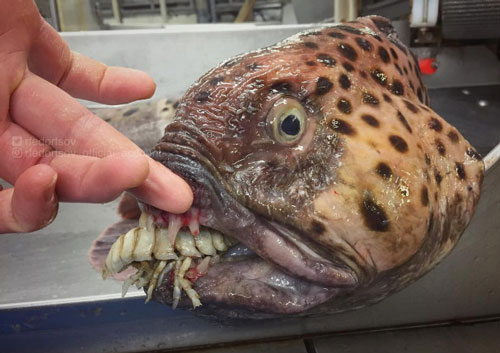 Những quái vật biển sâu như hiện ra từ ác mộng, địa ngục