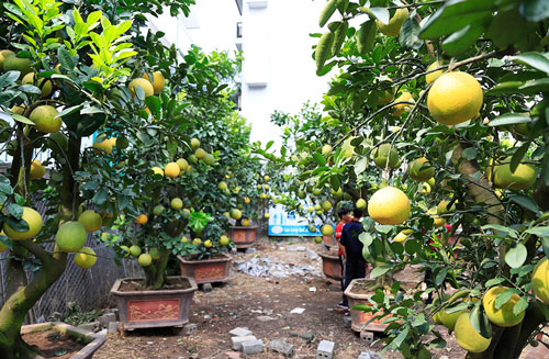 Đào, bưởi khủng "rục rịch" xuống phố sớm phục vụ Tết Canh Tý 2020