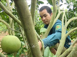 Sơn La: Xây dựng thương hiệu bưởi da xanh Mai Sơn