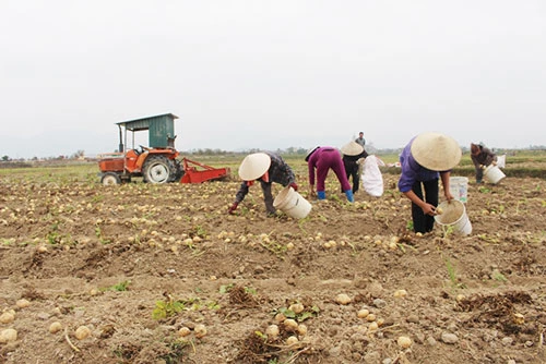 Nhờ liên kết, ngành nông nghiệp thị xã Đông Triều đang khởi sắc