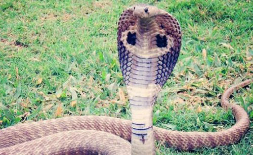 Hổ mang chúa “nổi điên” đuổi theo người lái xe máy suốt 2km để trả thù