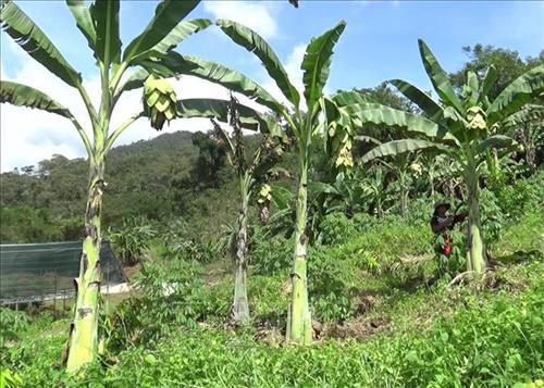Loài chuối kỳ lạ, không chịu "đẻ con", toàn thân đều là thuốc