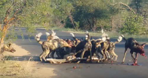 Chó hoang cắn xé linh dương "đẫm máu" ngay giữa đường