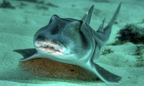 Cá mập cũng đa dạng tính cách như con người