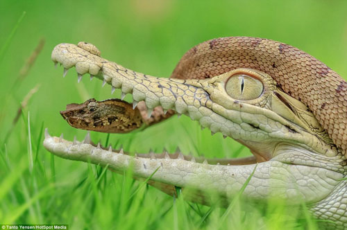 Rắn nâu to gan chui đầu vào hàm cá sấu