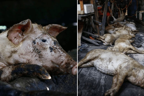 Số lợn rừng nhiễm virus tả lợn châu Phi ở Hàn Quốc tiếp tục tăng