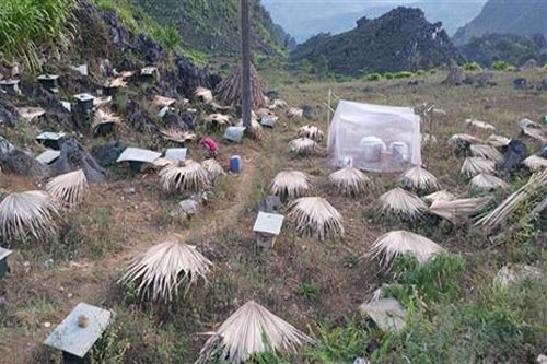 Hà Giang: Làm giàu từ nuôi ong bạc hà