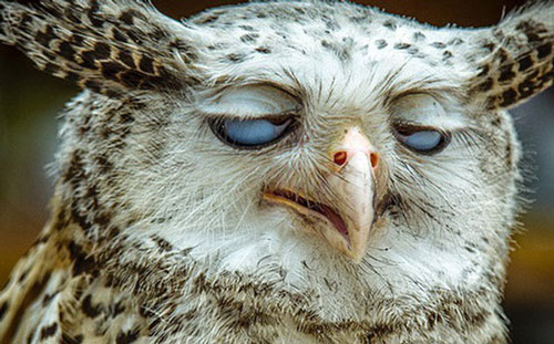 Tuyển tập những hình ảnh 'say xỉn' bê tha giống hệt con người của mấy ông động vật hoang dã