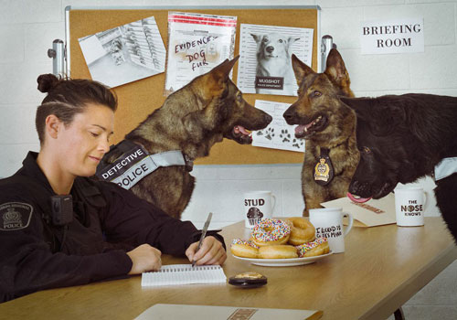 Ảnh bất ngờ cuộc sống bận rộn ấn tượng của chó cảnh sát