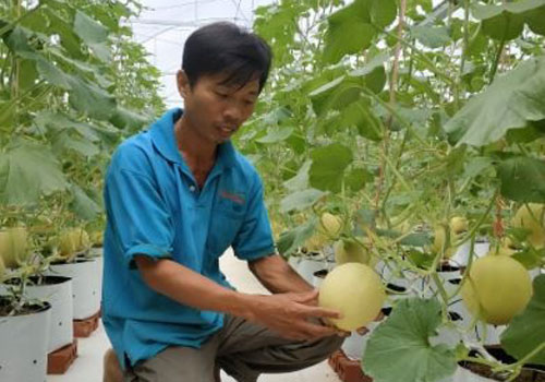 Hà Tĩnh: Dưa lưới Hà Lan thu nhập cao