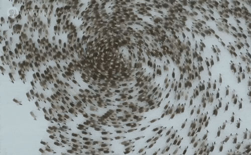 Cuồng phong tuần lộc: Pha vây bắt kẻ thù có 1-0-2 trong giới động vật hoang dã