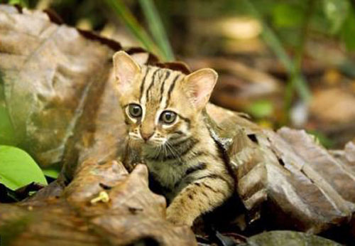 Khám phá bất ngờ loài mèo bé nhất thế giới, chỉ nặng 1kg