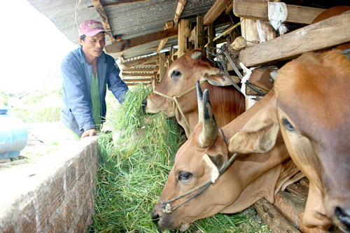 Đắk Lắk: Bí quyết nuôi bò vỗ béo