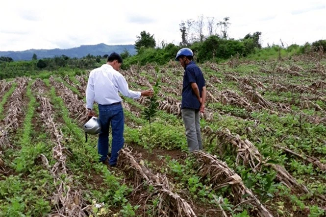 10-28-18_giong_cy_cm_cs1_duoc_trong_ti_thon_phu_binh_x_i_le_1