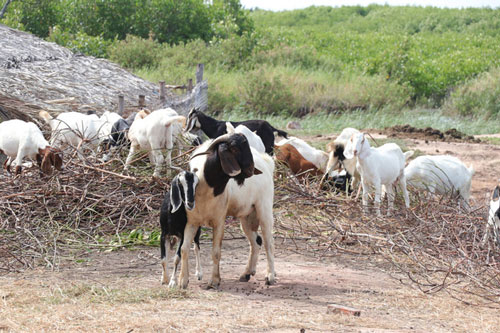 Bến Tre: Tăng thu nhập từ mô hình nuôi dê vỗ béo